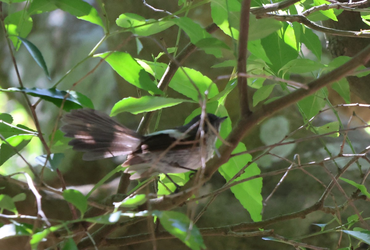 African Crested Flycatcher - ML626449656