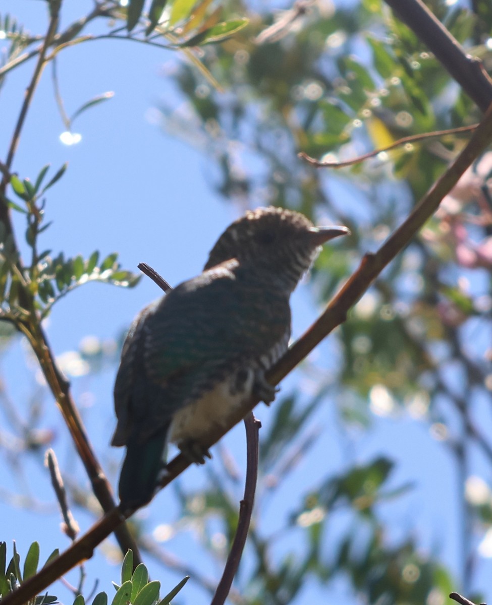 Klaas's Cuckoo - ML626449717