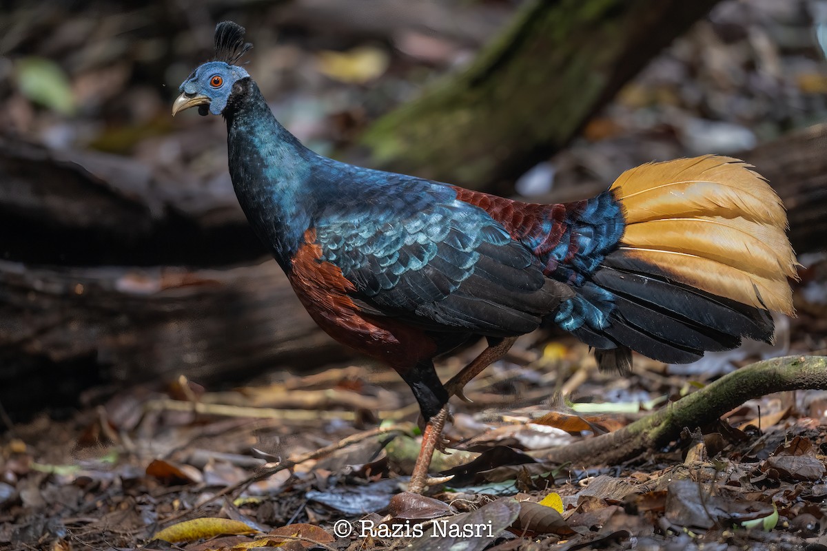 Bornean Crested Fireback - ML626449851