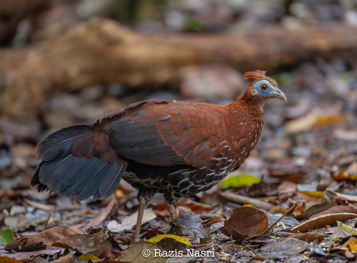 Bornean Crested Fireback - ML626449862