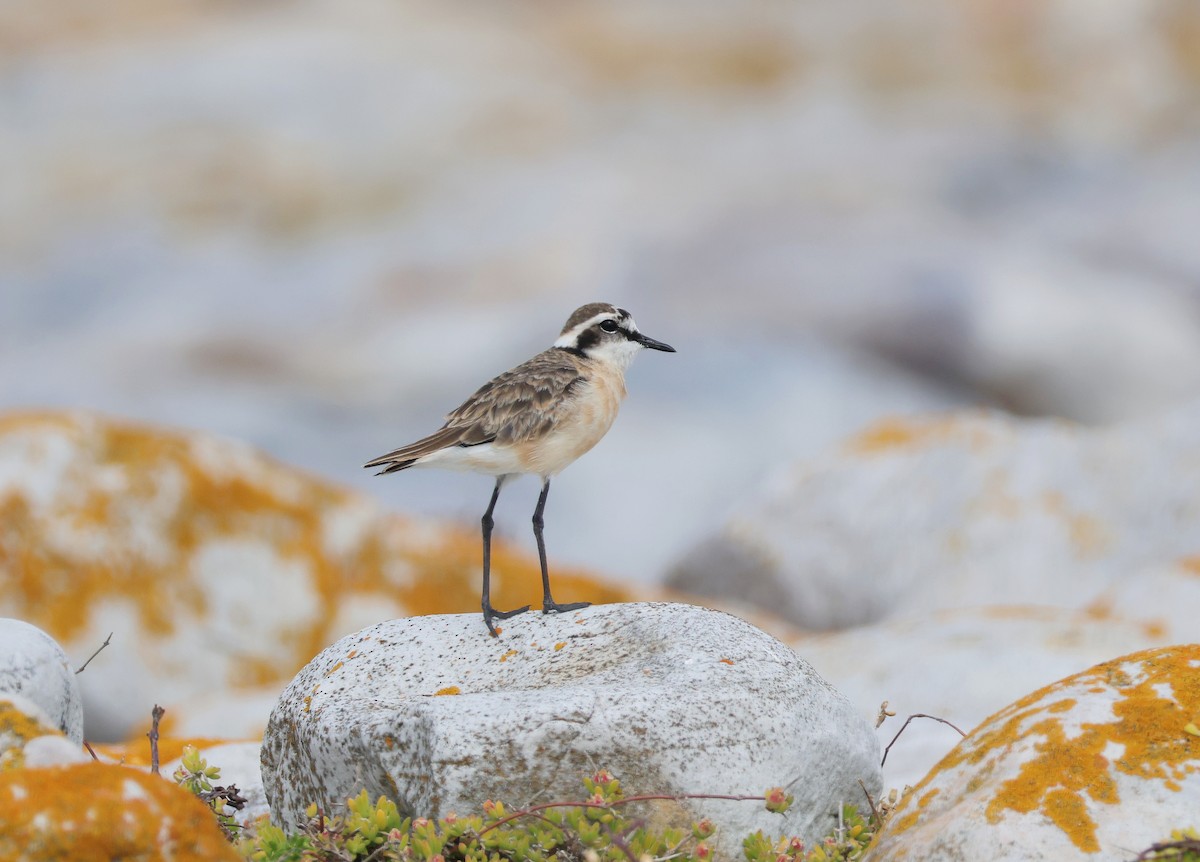 Kittlitz's Plover - ML626449917
