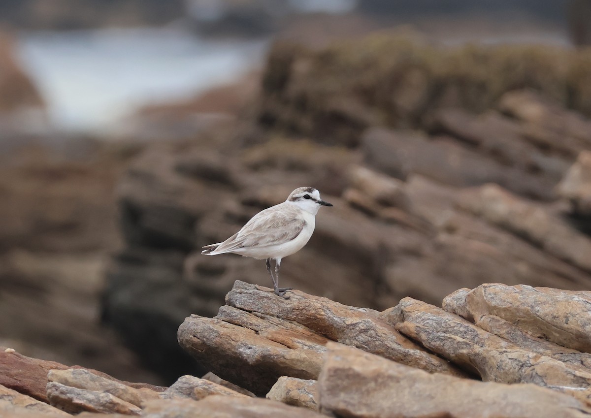 White-fronted Plover - ML626449918
