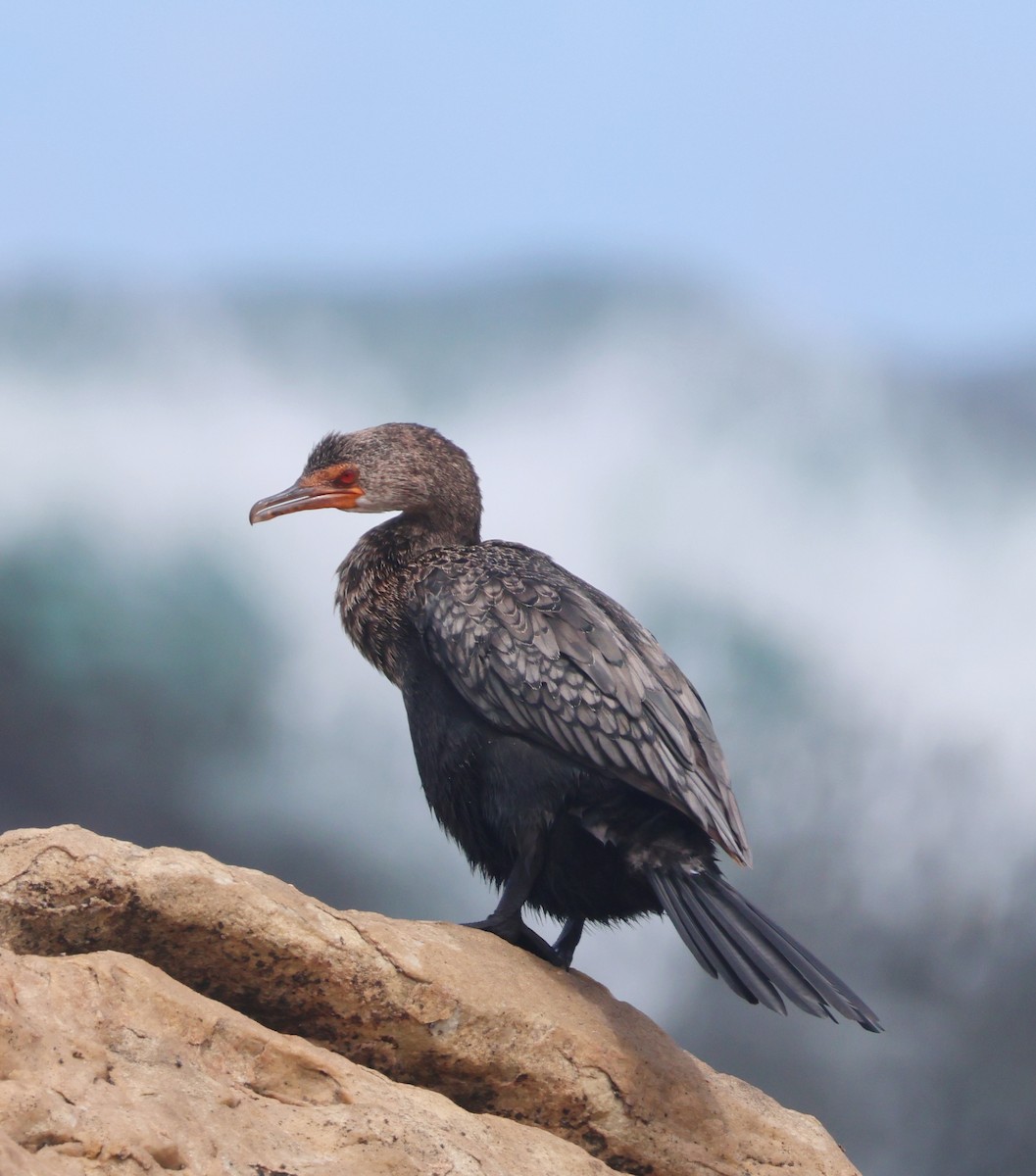Crowned Cormorant - ML626449925