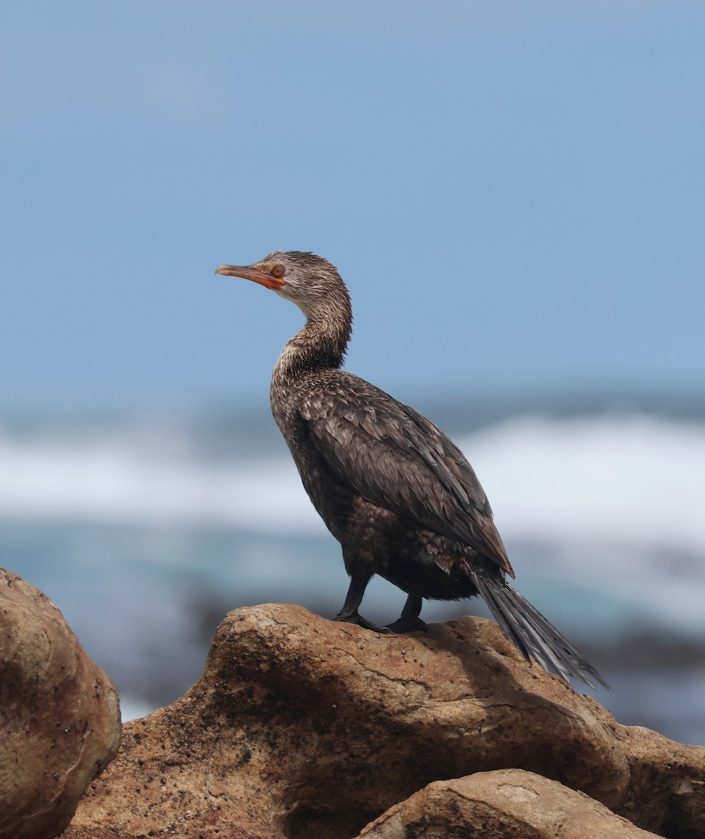 Crowned Cormorant - ML626449926