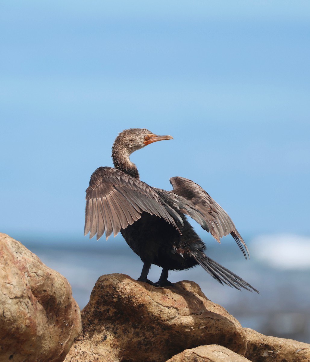 Crowned Cormorant - ML626449927
