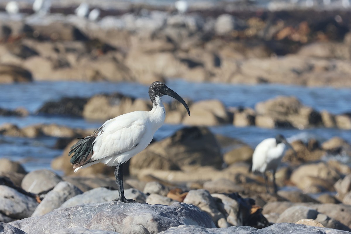 African Sacred Ibis - ML626449933
