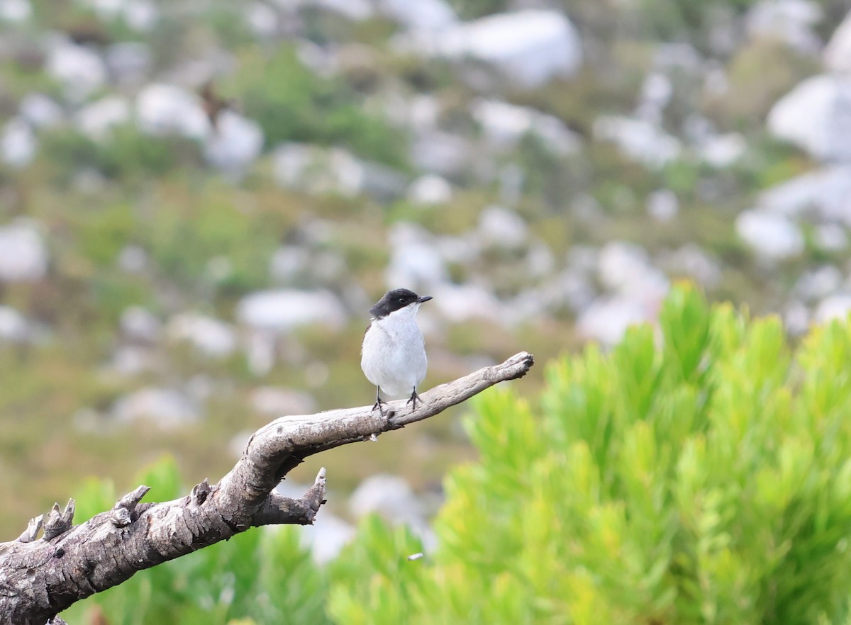 Fiscal Flycatcher - ML626449936