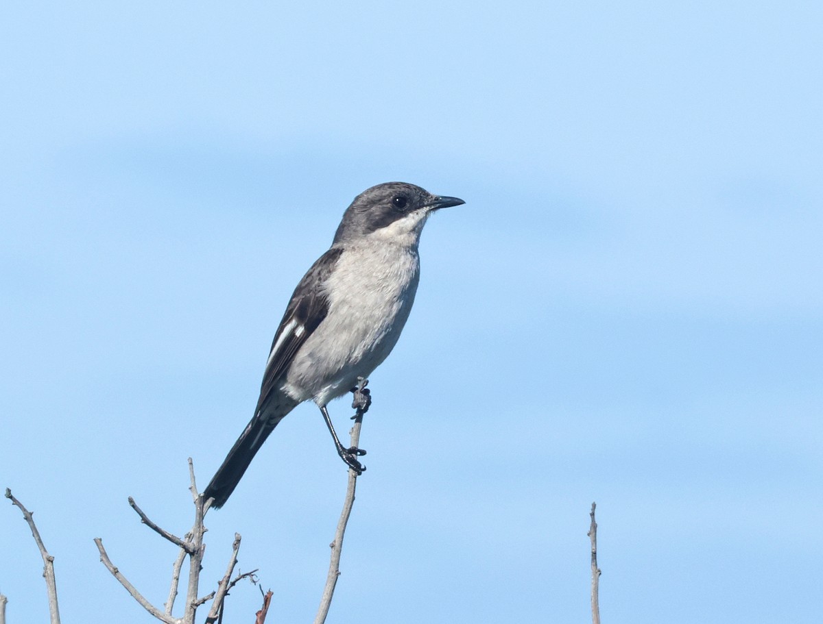 Fiscal Flycatcher - ML626449937