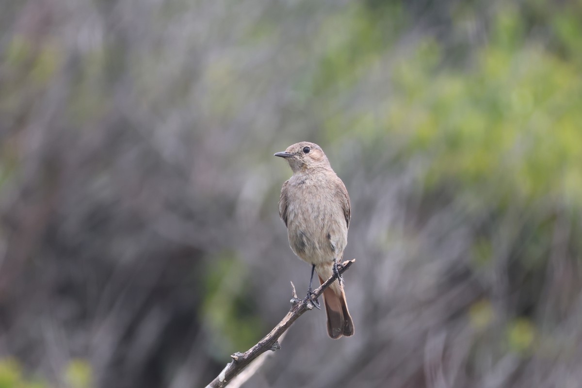 Familiar Chat - ML626449941