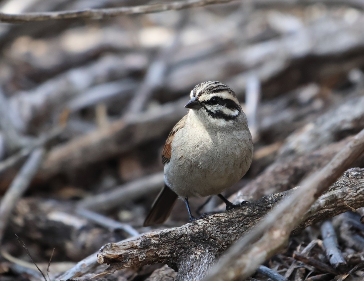 Cape Bunting - ML626449944