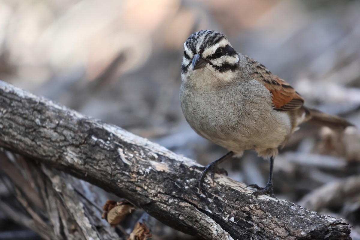 Cape Bunting - ML626449945