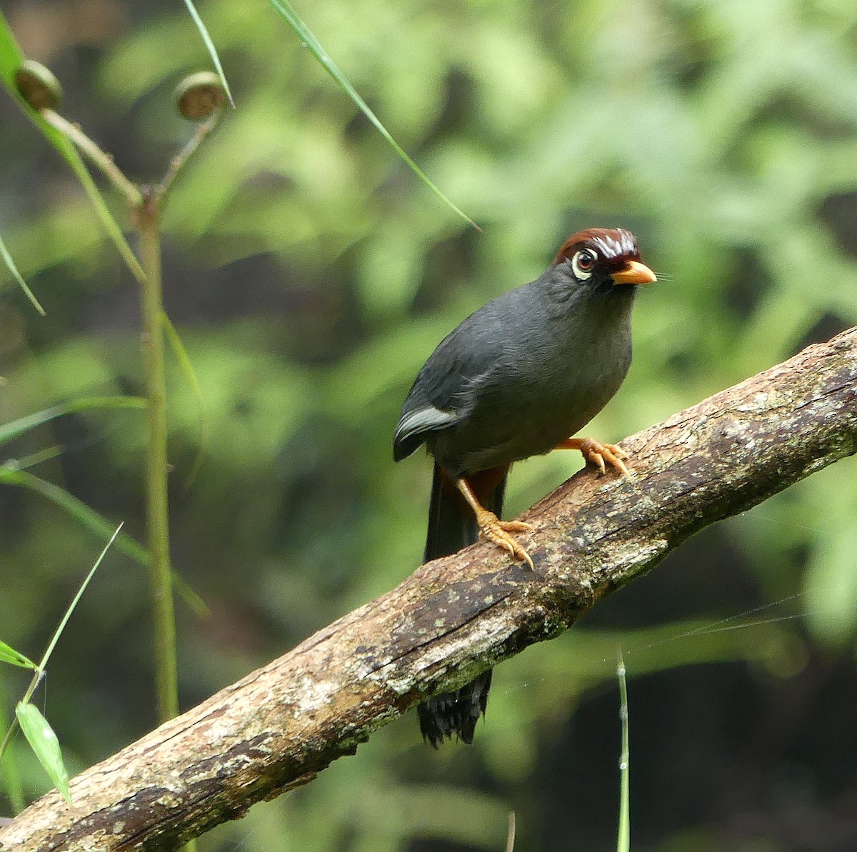 Chestnut-capped Laughingthrush - ML626450053