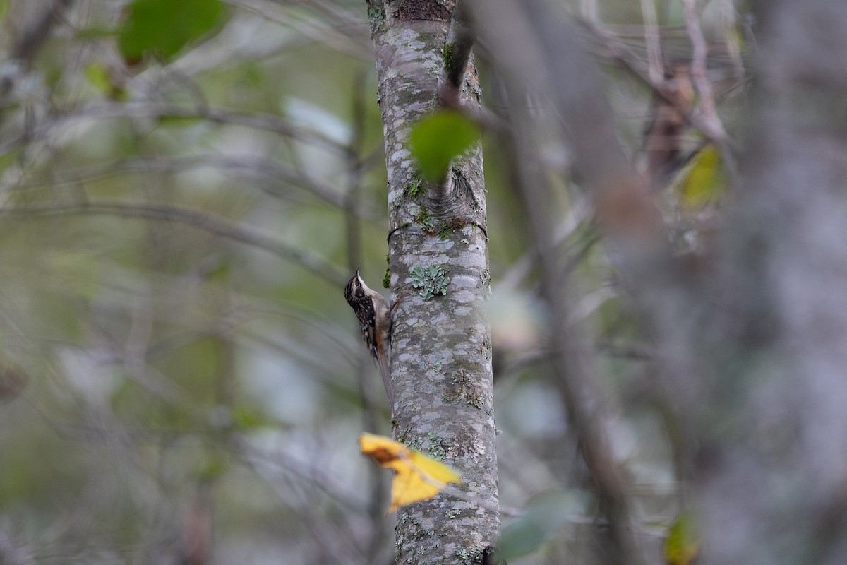 Sichuan Treecreeper - ML626450268