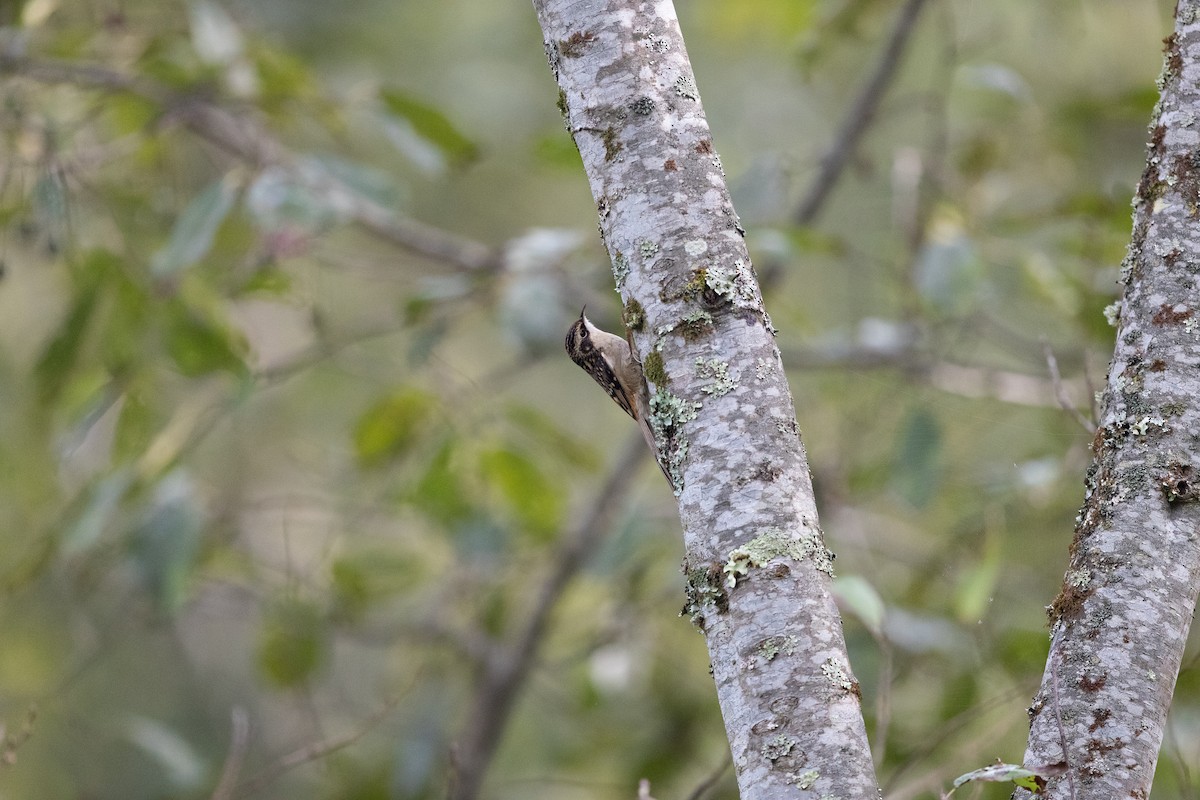 Sichuan Treecreeper - ML626450272