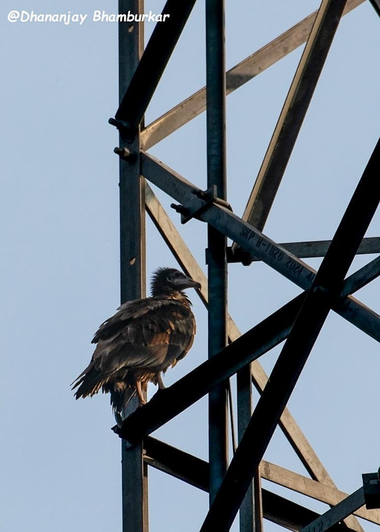 Egyptian Vulture - ML626450541