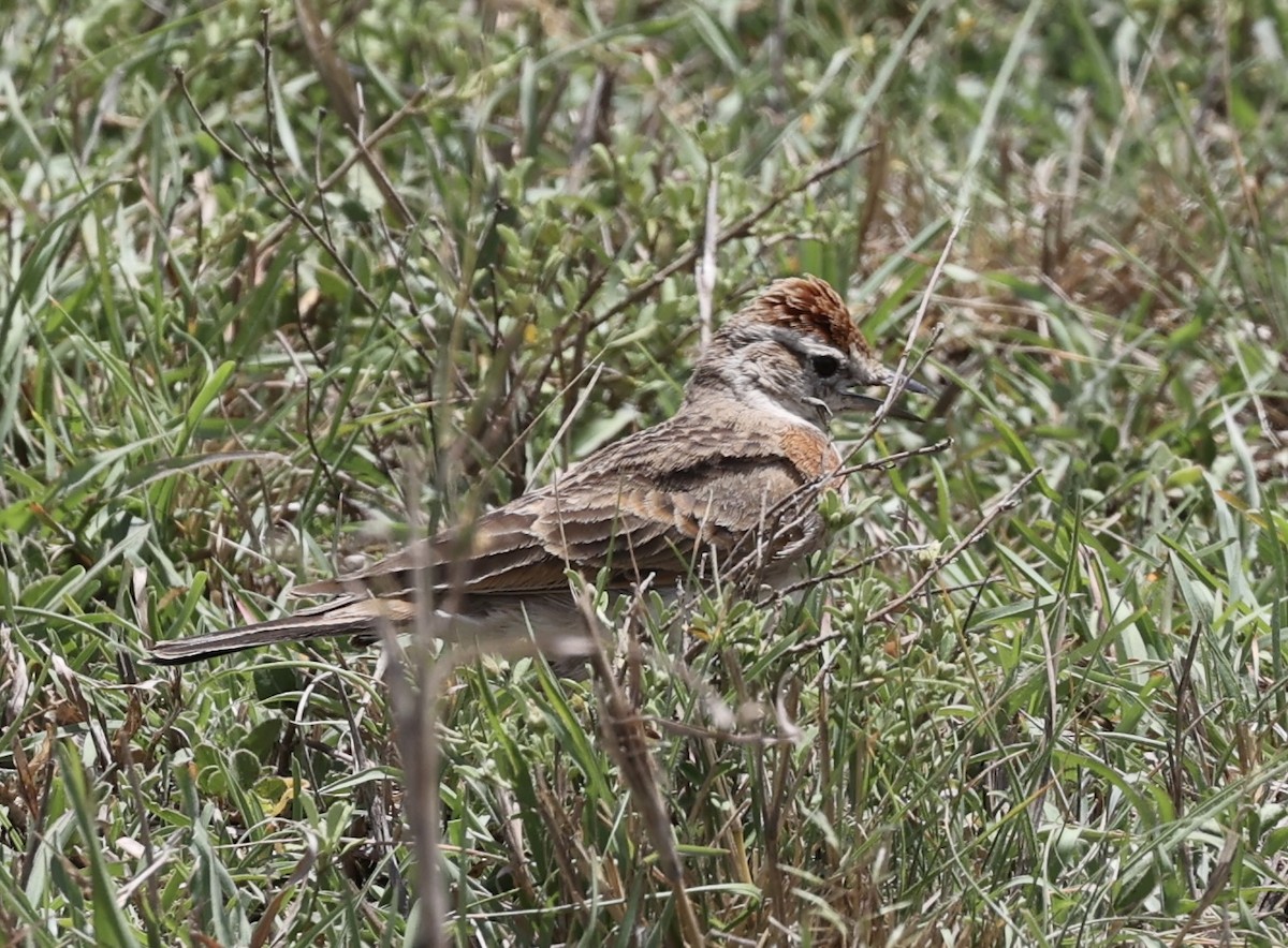 Red-capped Lark - ML626450762