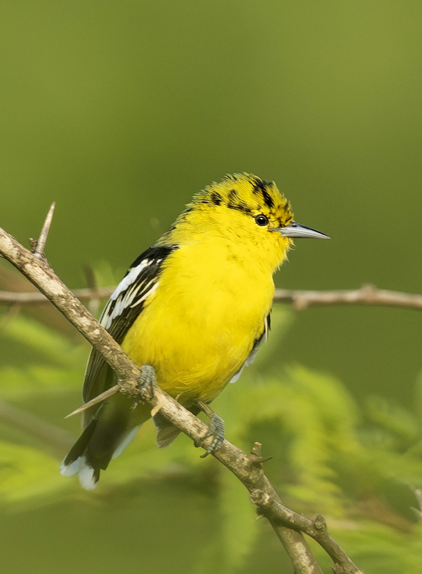 White-tailed Iora - ML626450981