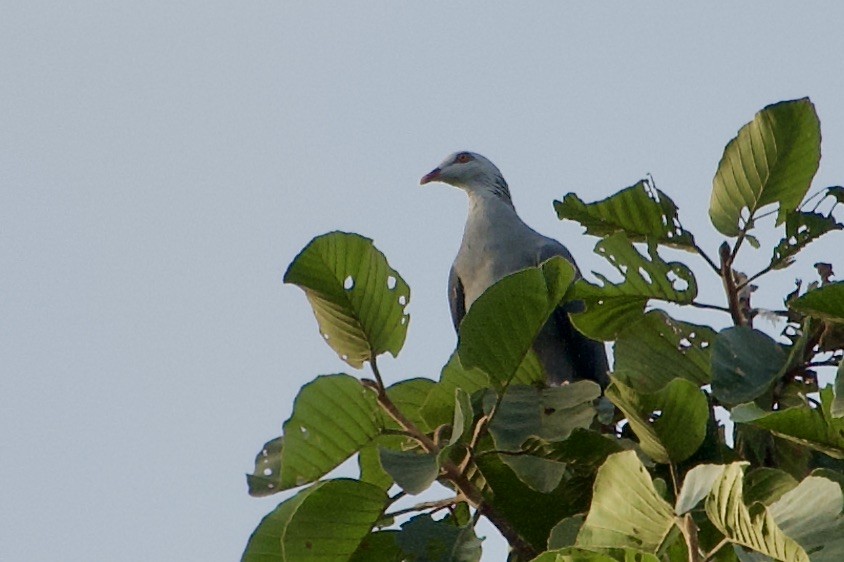 Andaman Güvercini - ML626450992