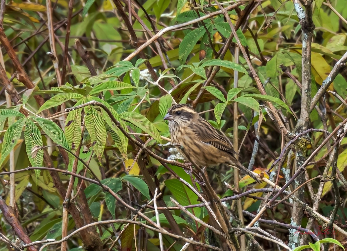 Pink-browed Rosefinch - ML626451235