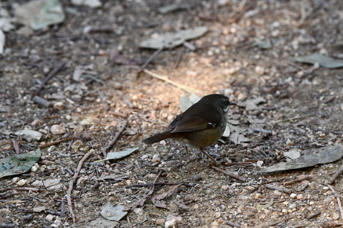 White-browed Scrubwren (White-browed) - ML626451278