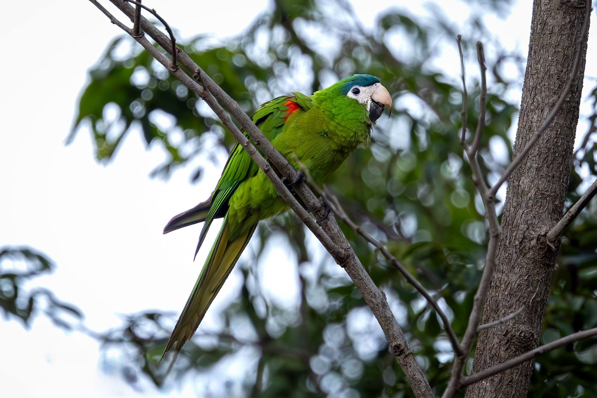 Red-shouldered Macaw - ML626451380