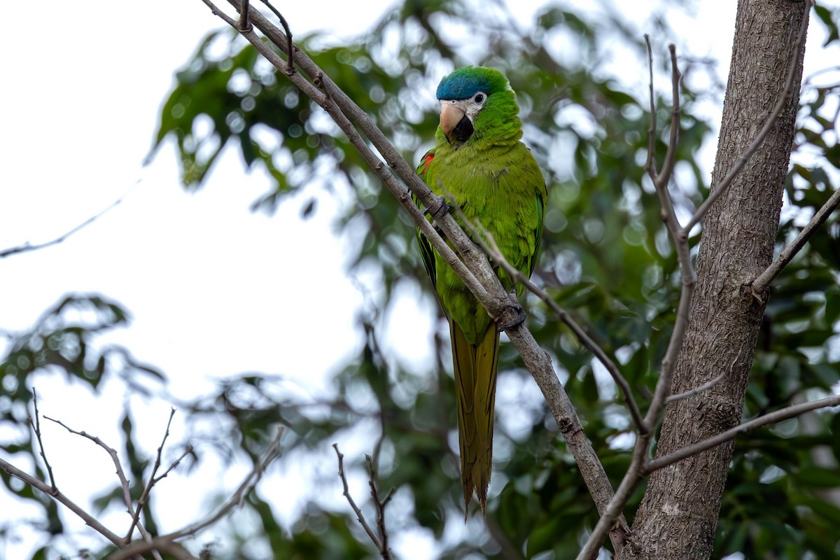 Red-shouldered Macaw - ML626451381