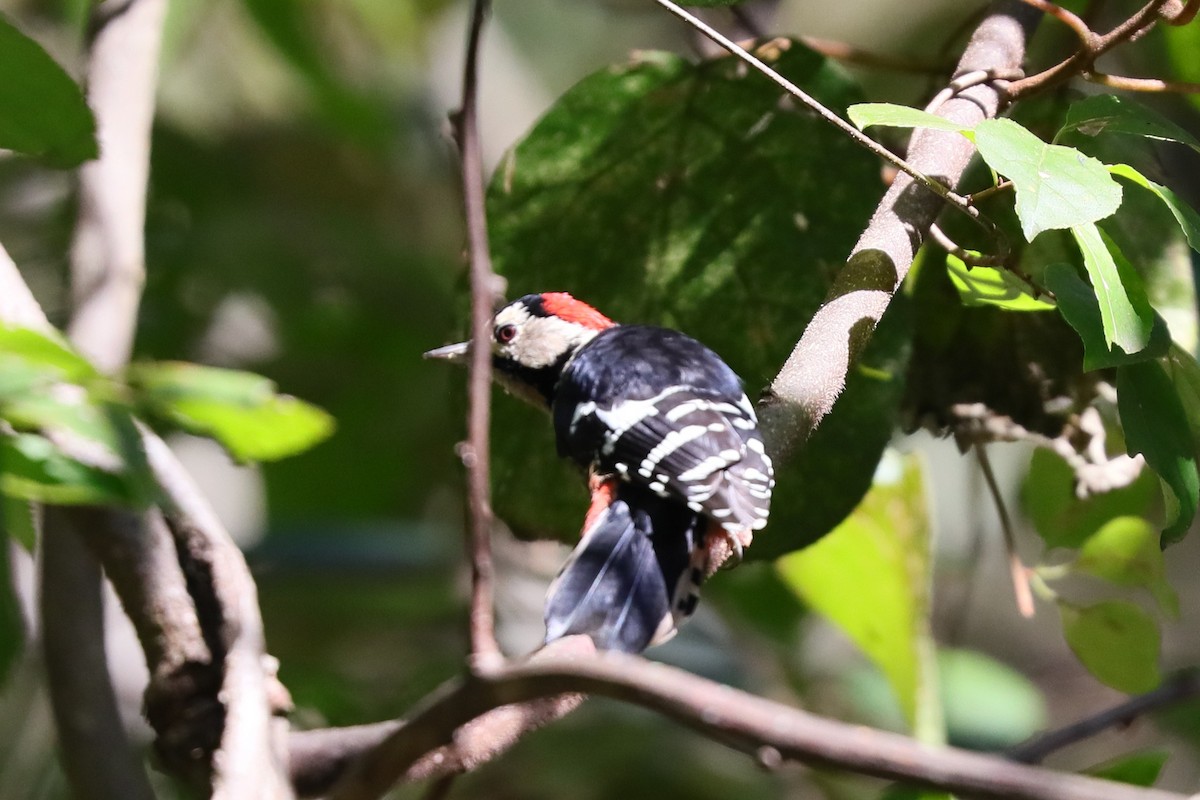 Necklaced Woodpecker - ML626451502