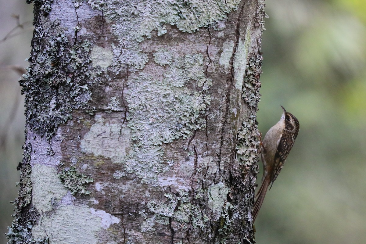 Sichuan Treecreeper - ML626451535