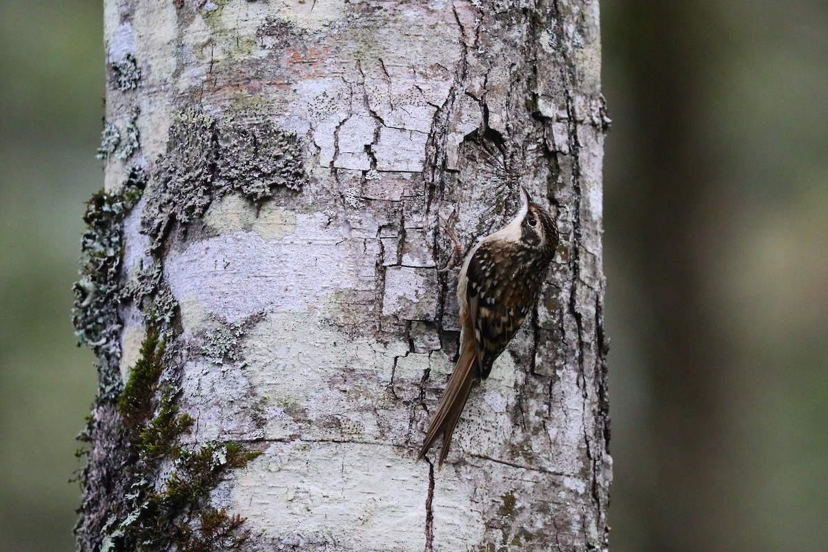 Sichuan Treecreeper - ML626451536