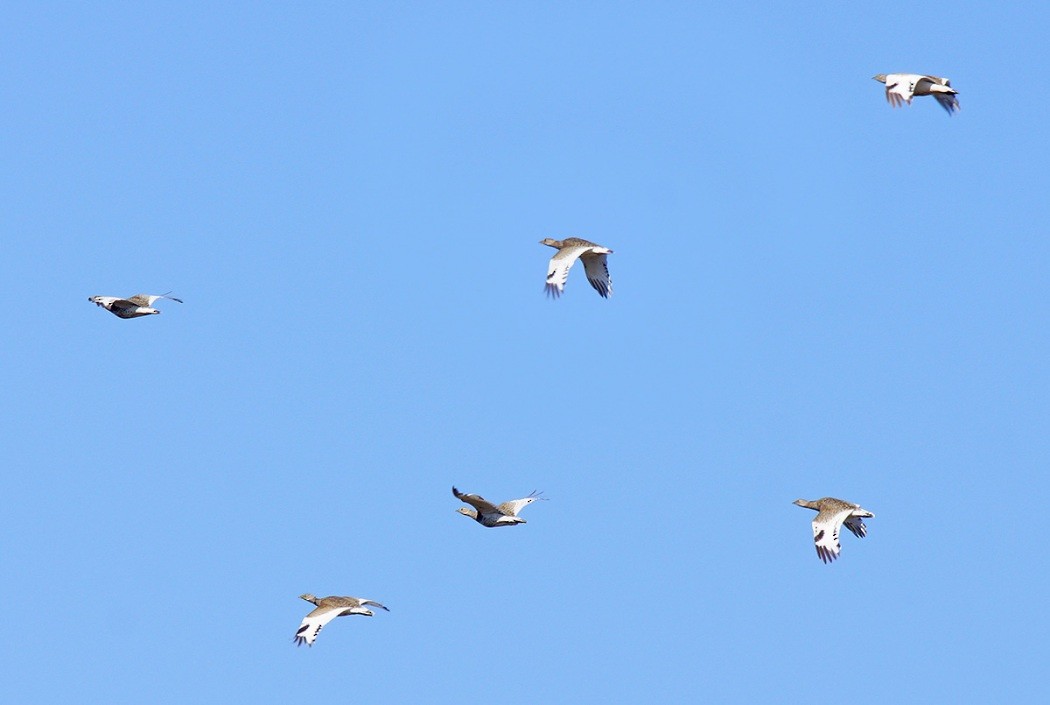 Gallina prataiola - ML626451674