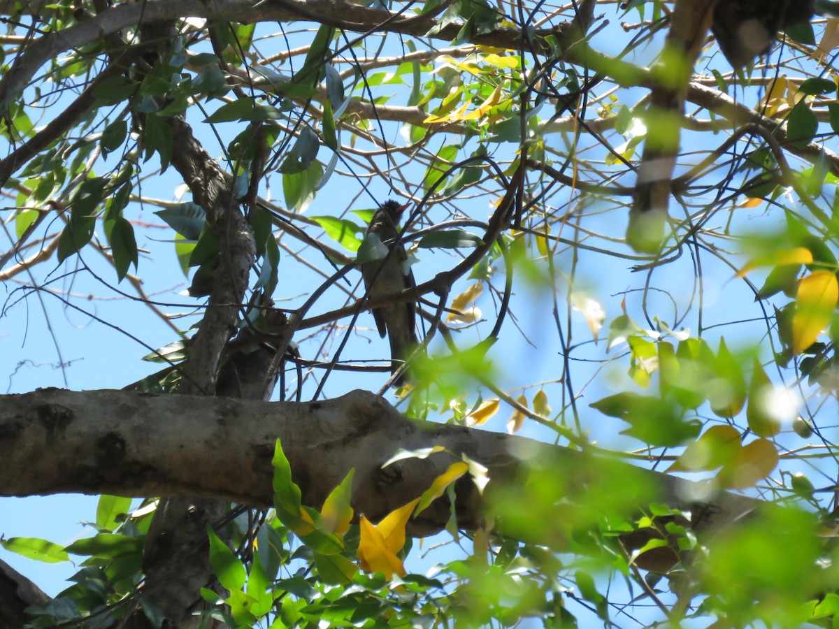 Malagasy Bulbul - ML626451744