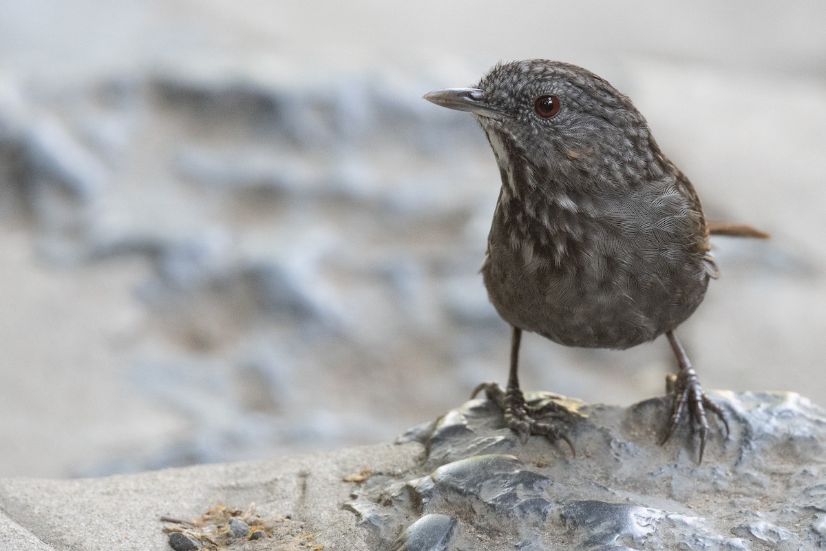 Annam Limestone Babbler - ML626451803