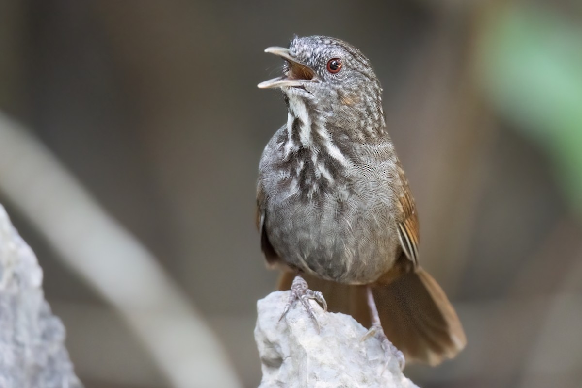 Annam Limestone Babbler - ML626451804