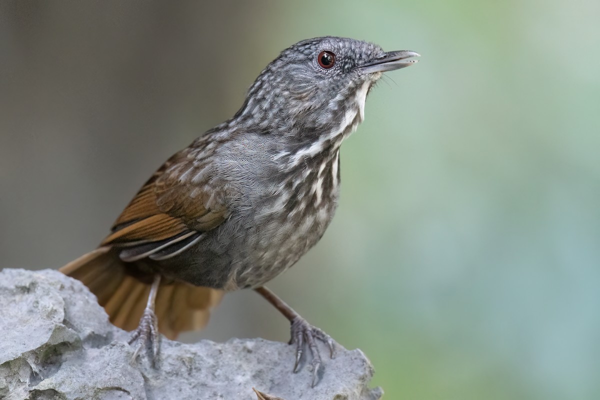 Annam Limestone Babbler - ML626451805