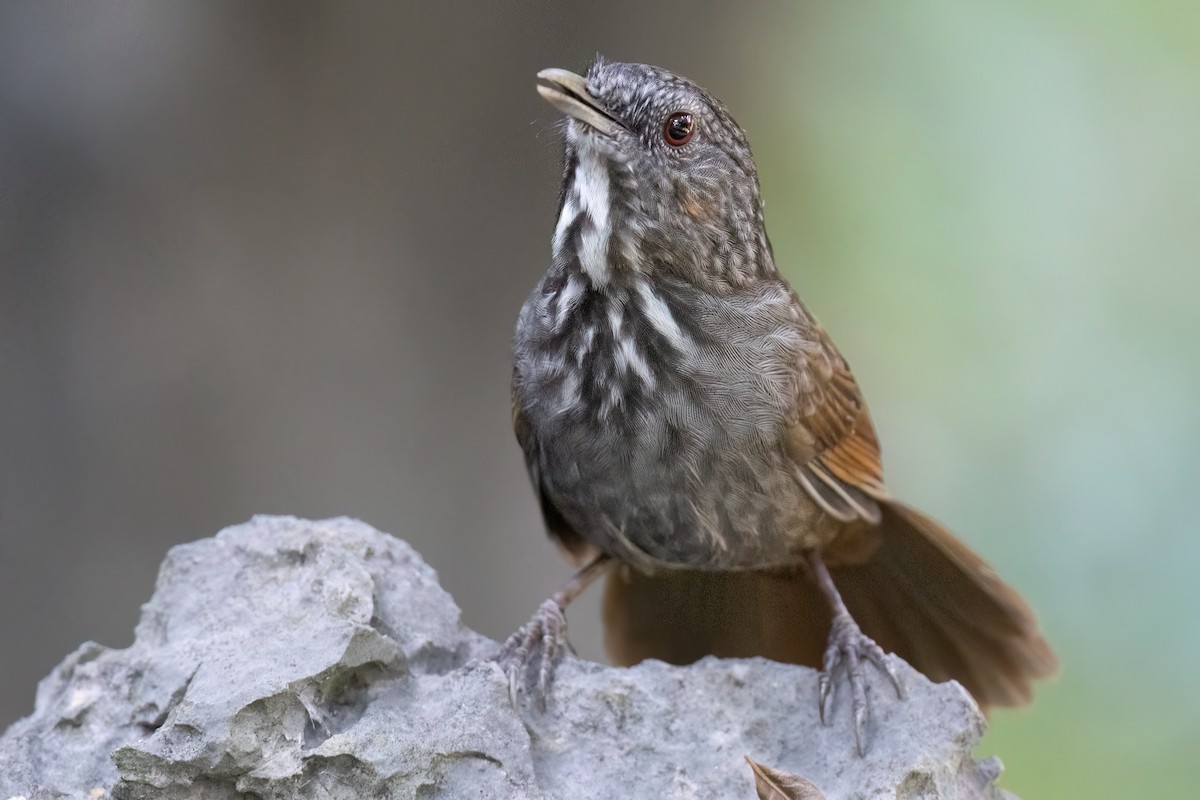 Annam Limestone Babbler - ML626451806