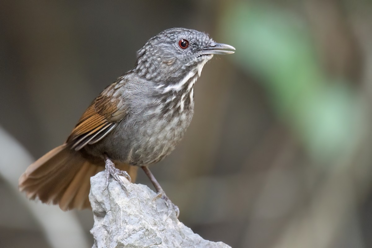 Annam Limestone Babbler - ML626451807