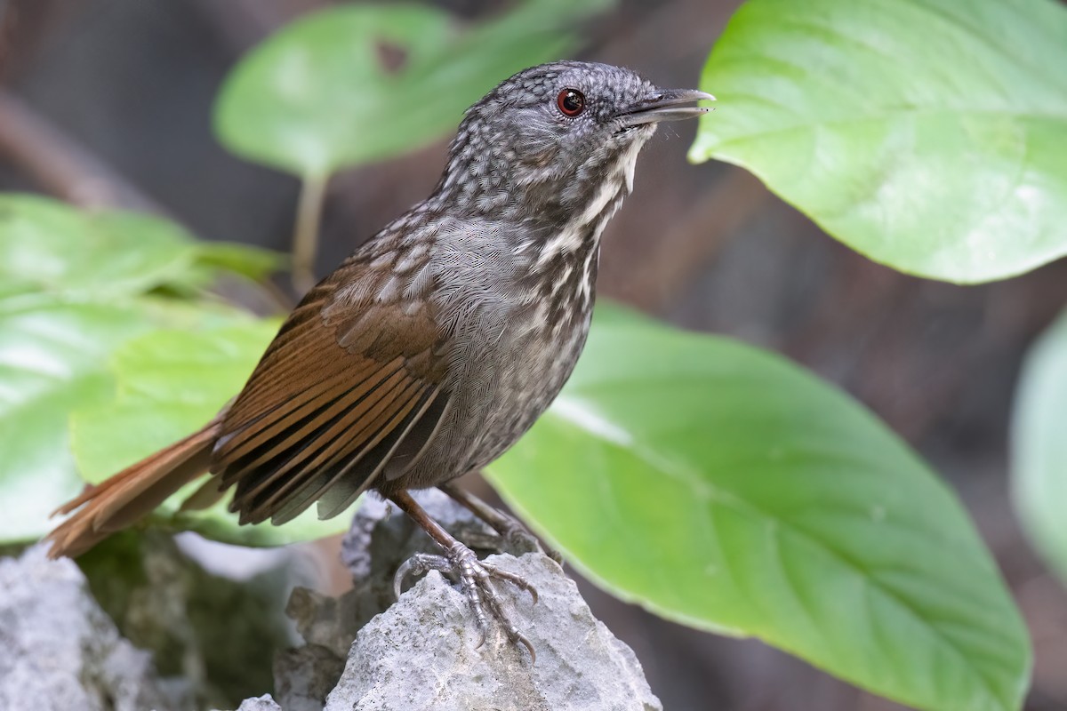 Annam Limestone Babbler - ML626451808