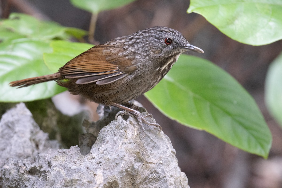 Annam Limestone Babbler - ML626451809