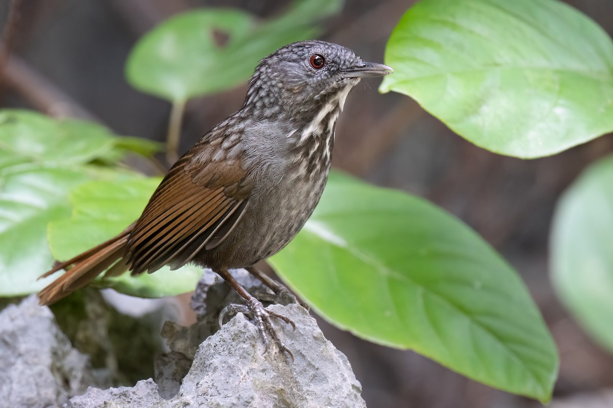 Annam Limestone Babbler - ML626451810