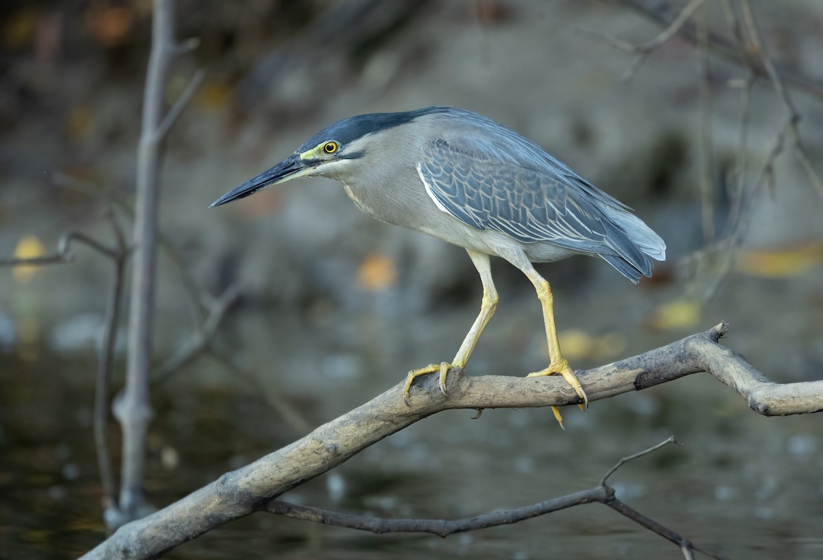 Striated Heron - ML626451940