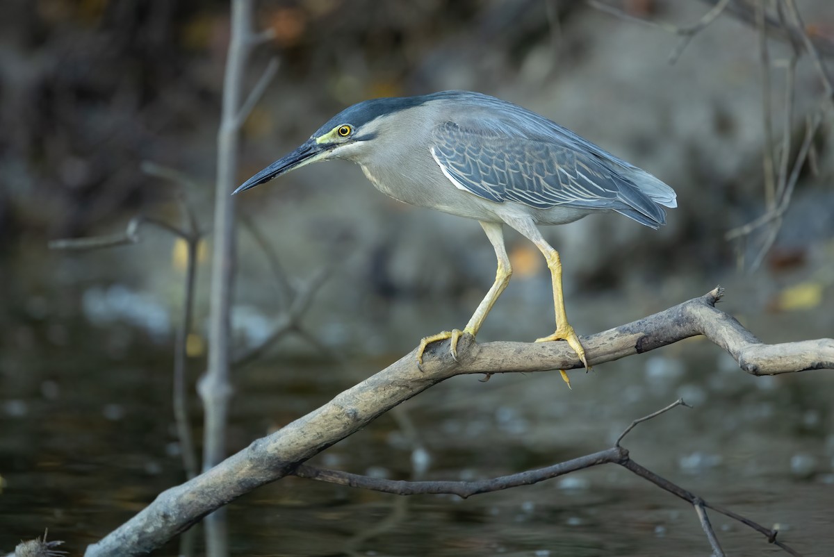 Striated Heron - ML626451941