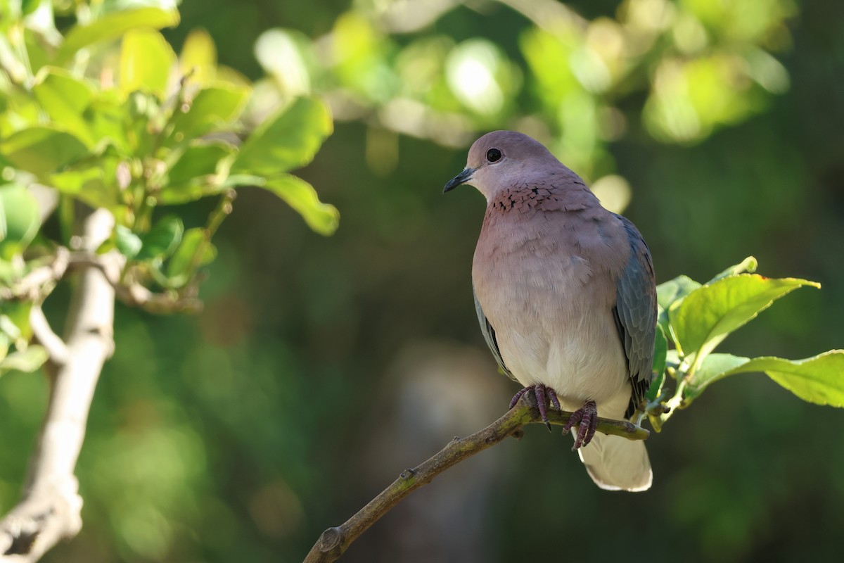 Laughing Dove - ML626451990