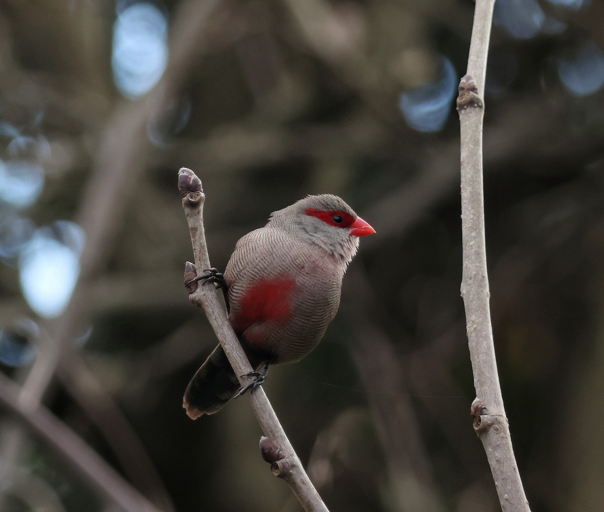 Common Waxbill - ML626452001
