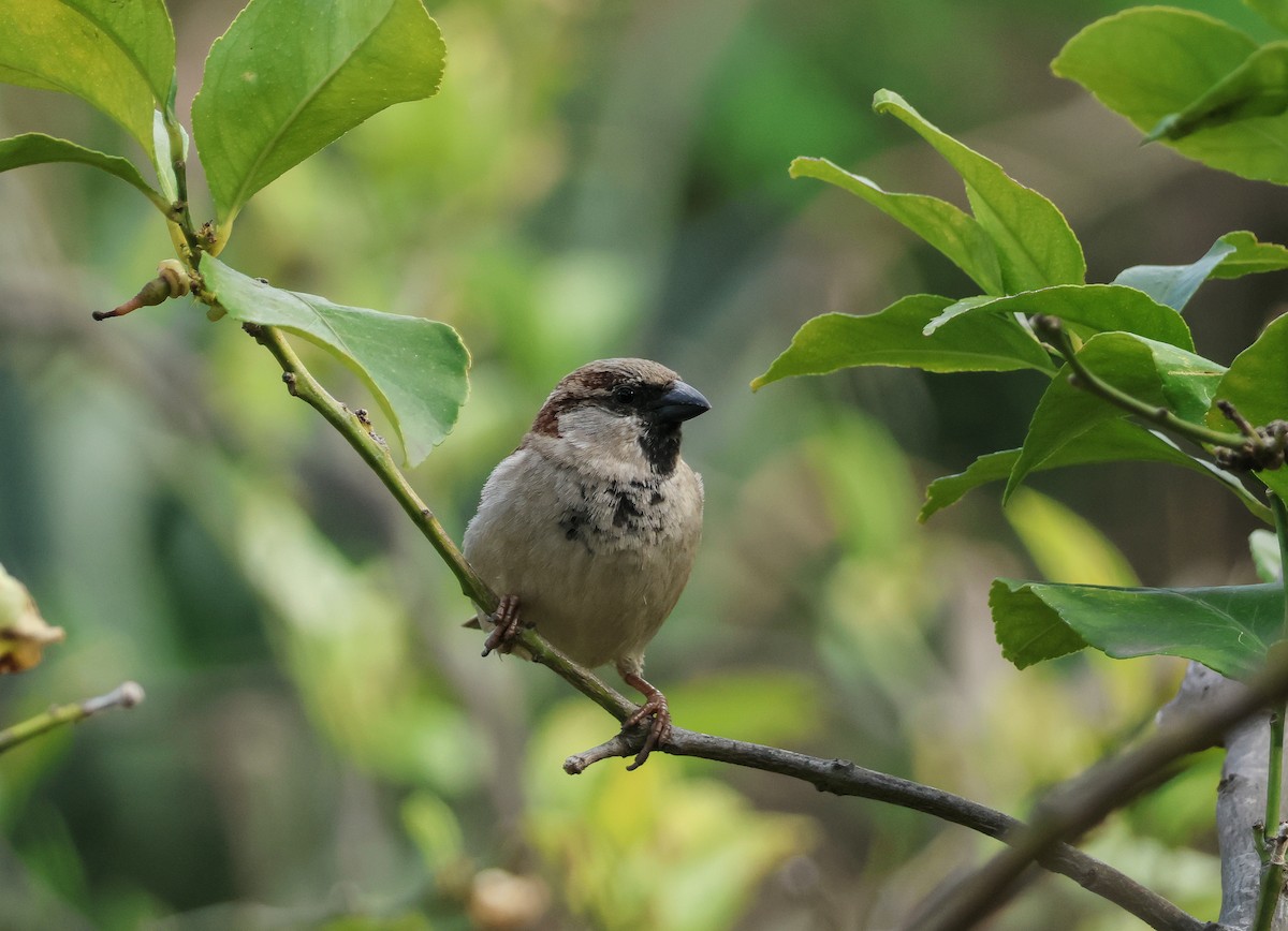 House Sparrow - ML626452006