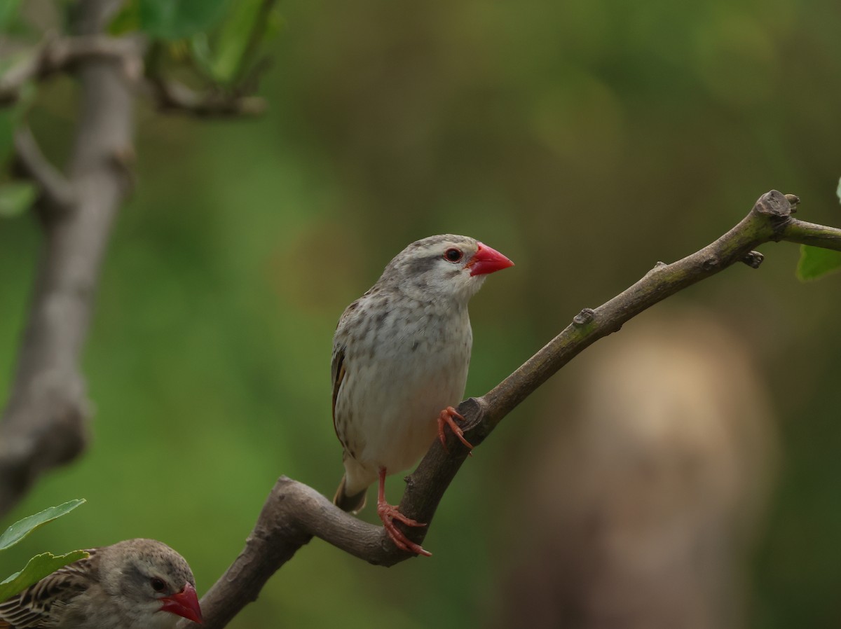 Red-billed Quelea - ML626452015