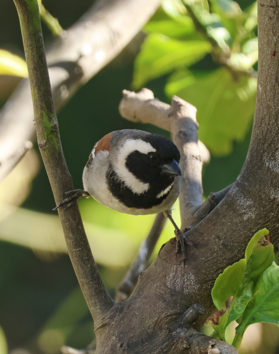 Cape Sparrow - ML626452028