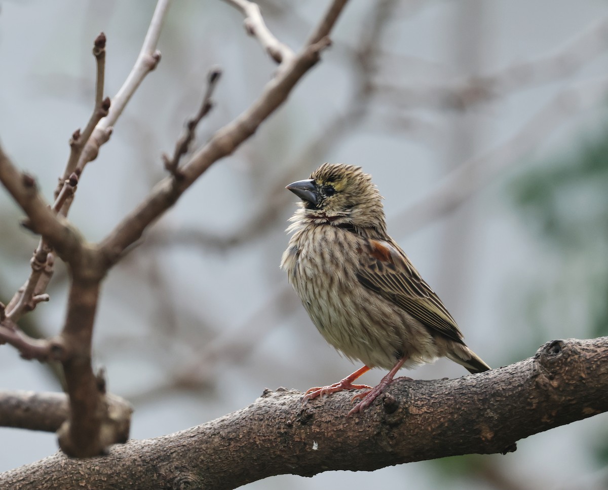Southern Red Bishop - ML626452036
