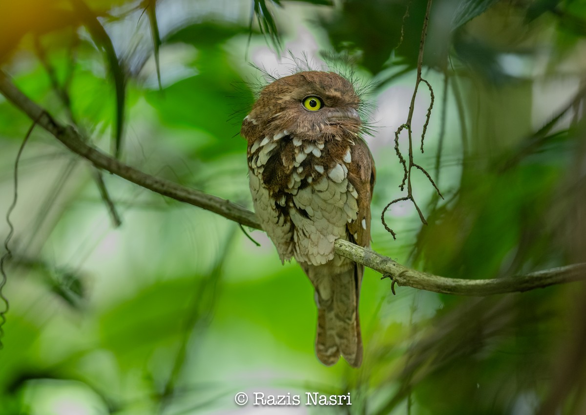 Sumatran Frogmouth - ML626452163