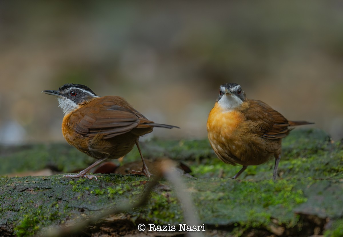 Bornean Black-capped Babbler - ML626452236