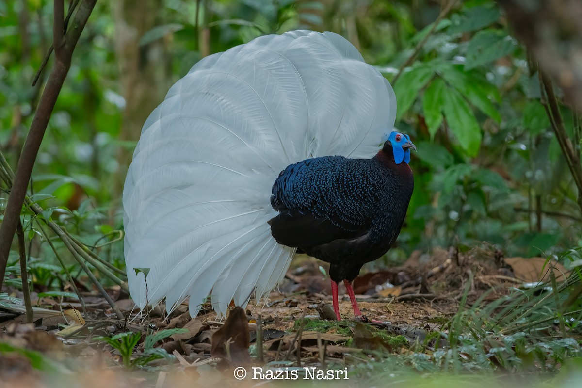 Bulwer's Pheasant - ML626452297